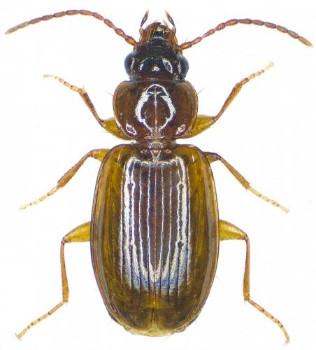 Réf. 201 638 : Trechus sp.